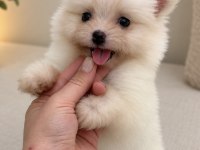 BİBLO POMERANİAN BOO MİNİ BOY
