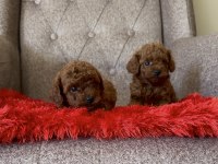 Toy poodle bebekleri