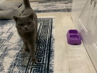 ÇOK UYGUN BRİTİSH SHORTHAİR (UYSAL,OYUNCU,İNSAN CANLISI)