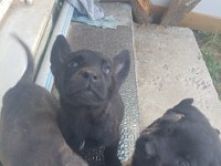 2 aylık yavru köpekler