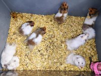 Teddy Bear Hamster