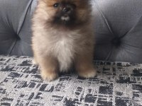Pomeranian bebekler