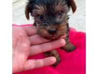 Yorkshire terrier 50 günlük