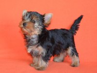Mini erkek yavru yorkshire terrier