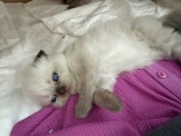 Yavru himalayan blue point