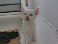 bu erkek güzeli yavrularım uygun sahiplendirilecektir