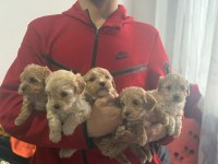Evinize Neşe Getirecek Teacup Maltipoo Yavrularımız