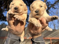 En İyi Golden Retriever Dostuna Kavuş