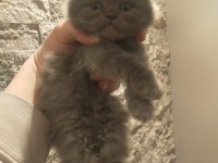 British shorthair ve longhair bebekler