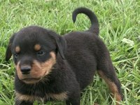 Rottweiler Safkan