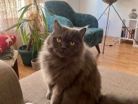 7 yaşında british longhair