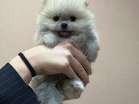 Safkan ayı suratlı pomeranian boo yabrularımız