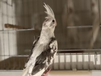 Sezonun son sultan yavruları 2 aylık bebek kuşlar