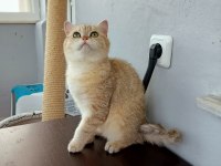 ÜCRETSİZ SCOTTİSH STRAİGHT GOLDEN TABBY DİŞİ