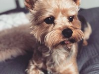 Wc wğitimli full aşılı bakımlı köpeğimiz