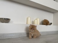 İran Kedisi Dört Aylık