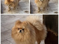 Pomeranian boo köpeğimiz