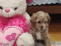 Erkek maltipoo