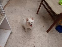 Pomeranian spitz ev köpeği sahiplendirme