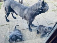 Sağlık ve ırk garantili cane corso yavru