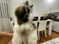 Kore kan shih tzu baby