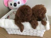Xxs Mıkro Oyuncak Teacup Korea Poodle Dişi Erkek