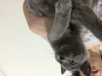 Güzel british shorthair kızıma yuva arıyorum