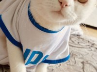 Scottish fold kedimizi sahiplendirmek istiyoruz