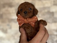 MİNİK KALAN TOY POODLE RED BROWN RENK
