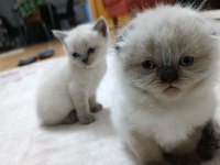 Sevimli scottish fold yavrular