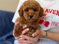 Üst kalite toy poodle yavrumuz