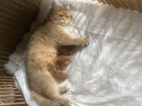 Golden British Shorthair Yavrular
