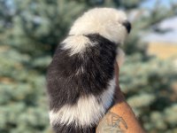 Petmode köpek çiftliğinden Border Colli yavrular