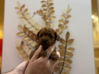 Red Brown Son 2 Yavru Poodle