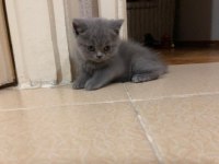yavru british longhair