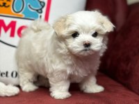 Tea Cup Maltese Terrier Yavrular Ziyarete Açık