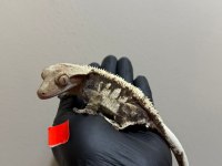 SAĞLIKLI CRESTED GECKOLAR ÜST KALİTE
