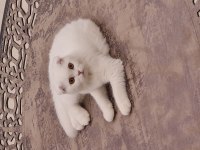Scottish fold 4 aylık sahiplendirme