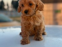 Masal Gibi Yavrular Maltipoo Aşkına!