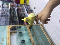 Lutino Sultan Papağanı Evcil Ele Alışkın