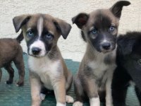 barniesse golden mountain dogx husky mix
