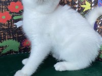 Pamuk gibi mavi gözlü yavru british shorthair