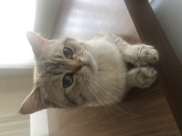 British Shorthair Erkek 1-1.5 Yaşında
