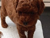 Kore kanı toy poodle bebeklerim