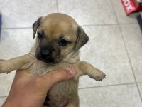 Minyatür pinscher yavrularımız sahiplendirilecek