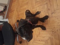 Ücretsiz yavru cane corso