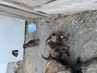 Orijinal belçika kurdu yavruları