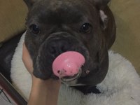 Blue Tan French Bulldog Kızım Yeni Yuvasını Arıyor