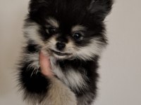 Gerçek prens ve prenses pomeranian