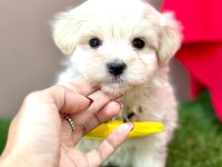 SAFKAN MALTESE TERRİER